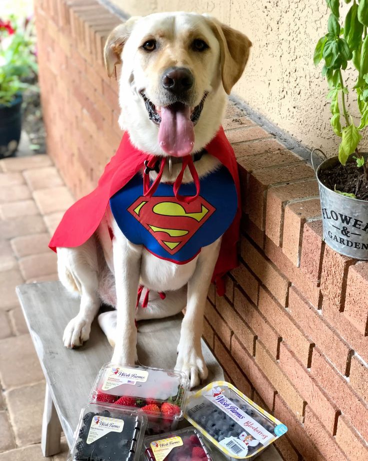 Przebranie SUPERMAN dla psa kota HALLOWEEN