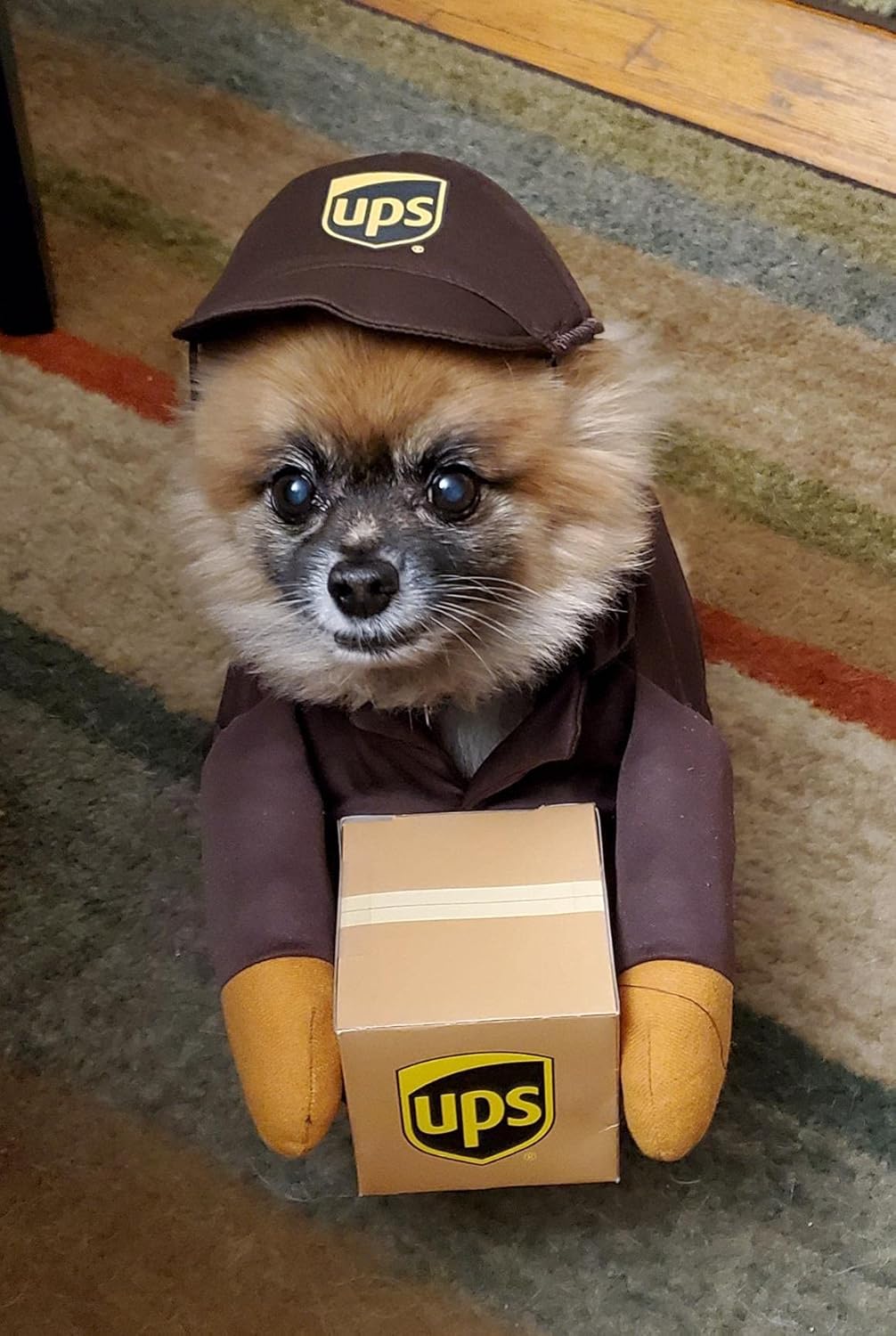 Przebranie Kurier UPS express