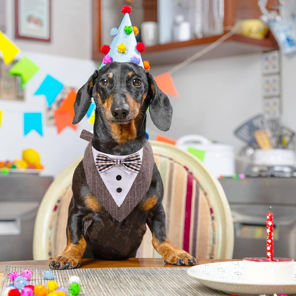 Muszka na ŚLUB WESELE regulowany dla PSA KOTA