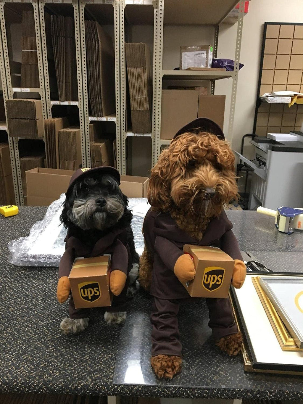 Przebranie Kurier UPS express