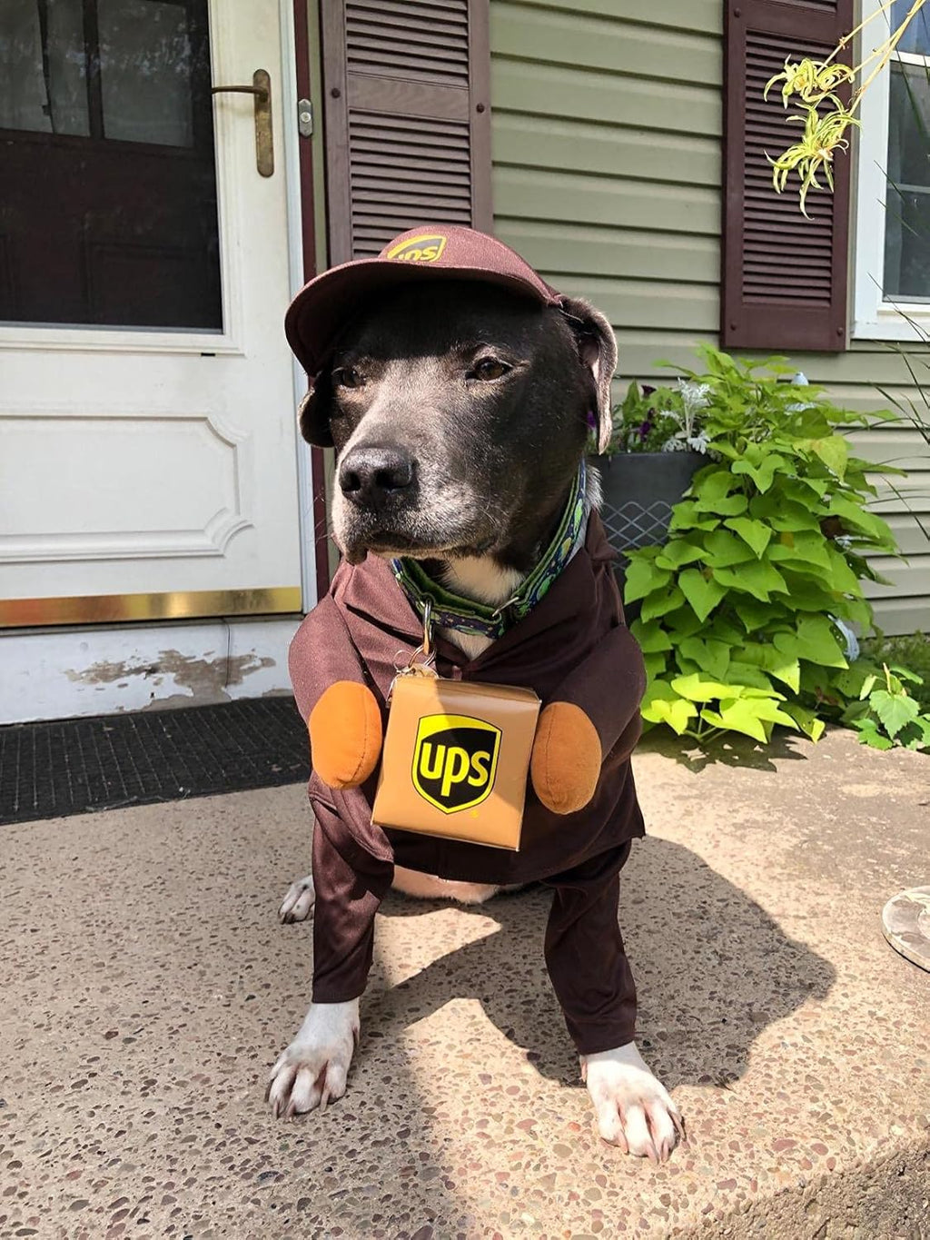 Przebranie Kurier UPS express