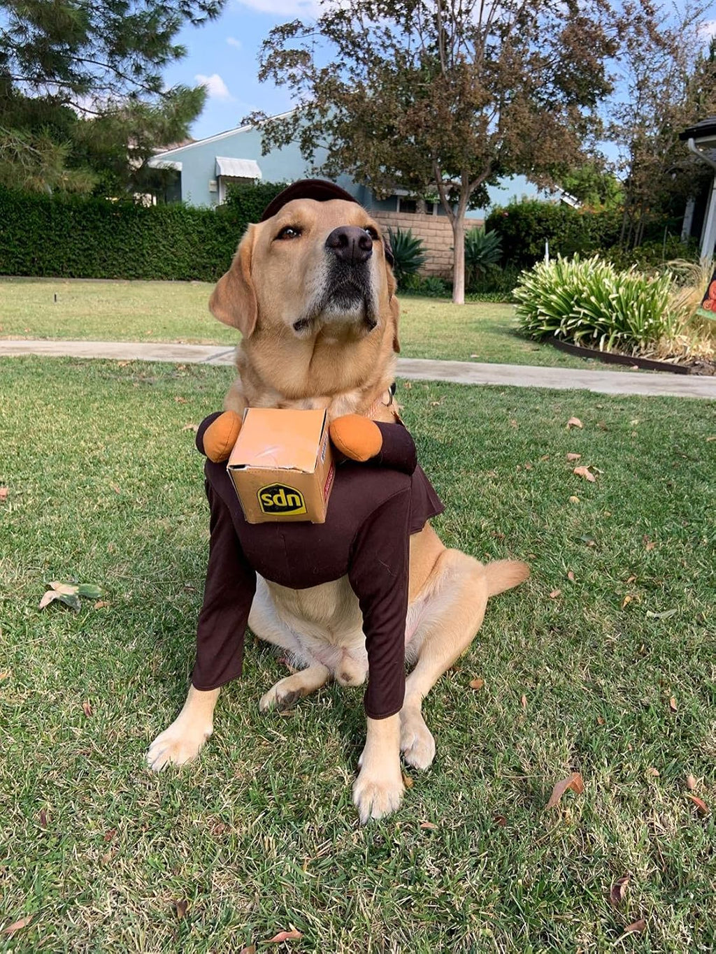 Przebranie Kurier UPS express