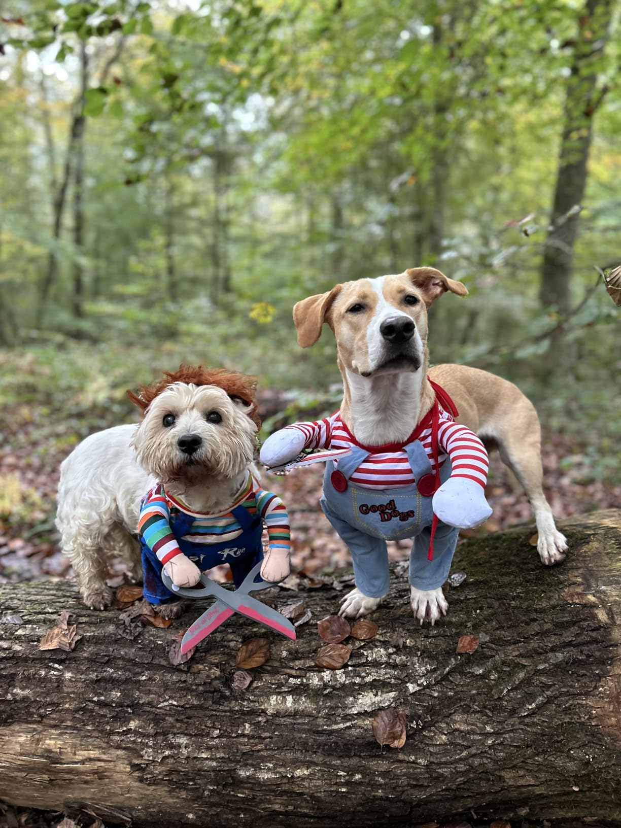 KOSTIUM CHUCKY Z NOŻYCZKAMI HALLOWEEN