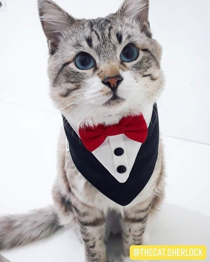 SMOKING DLA PSA KOTA - na wesele i uroczystość