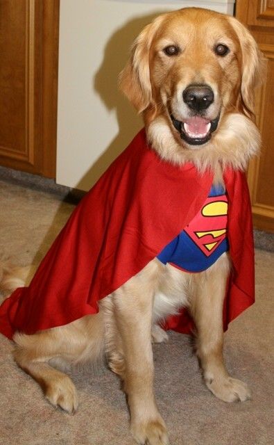 Przebranie SUPERMAN dla psa kota HALLOWEEN